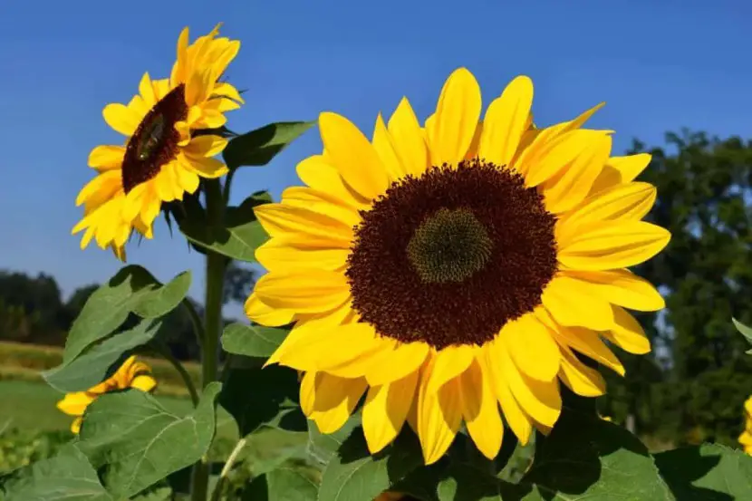 \"Sunflower\"